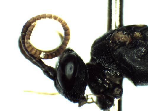 Vulgichneumon sp.